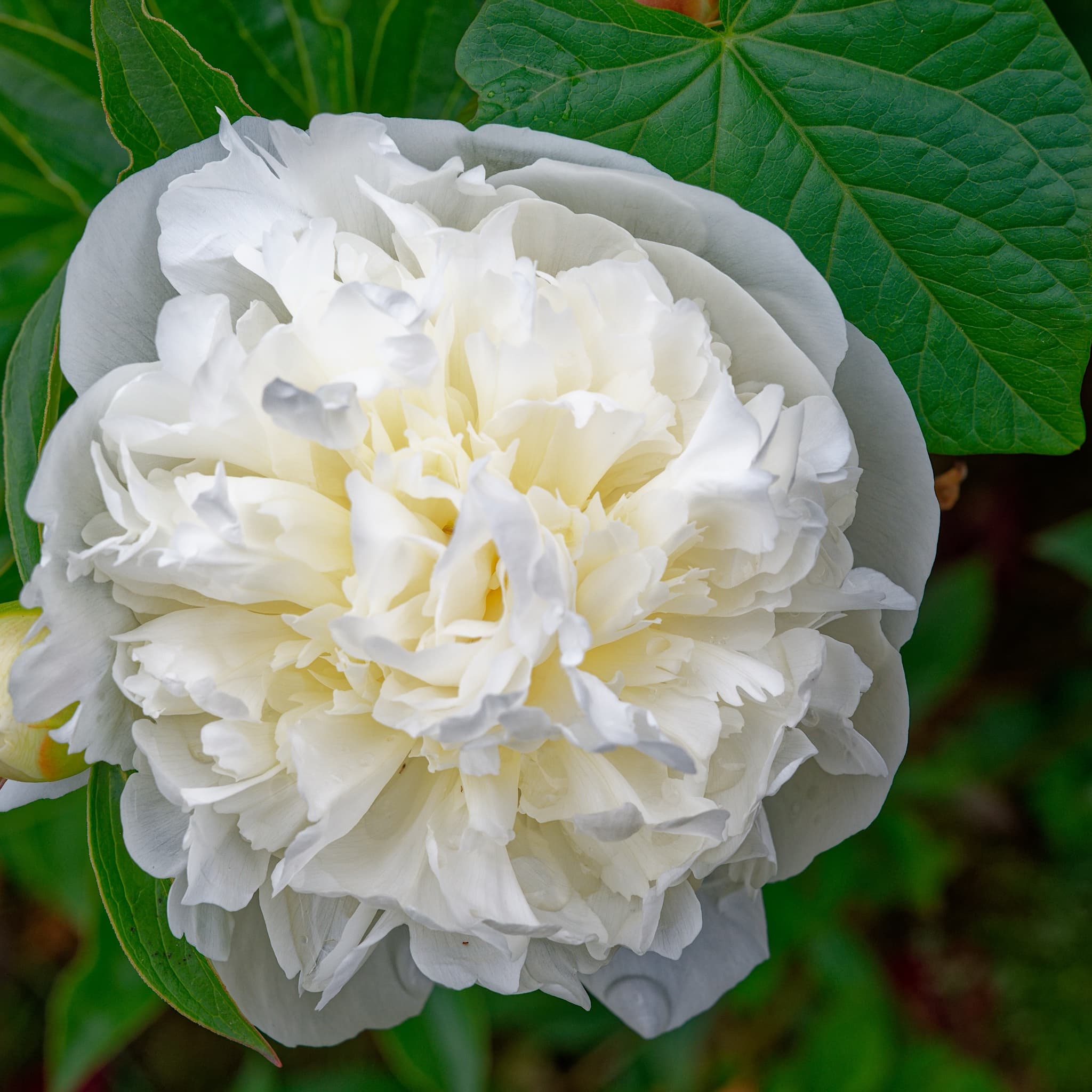 Paeonia 'Duchesse de Nemours'