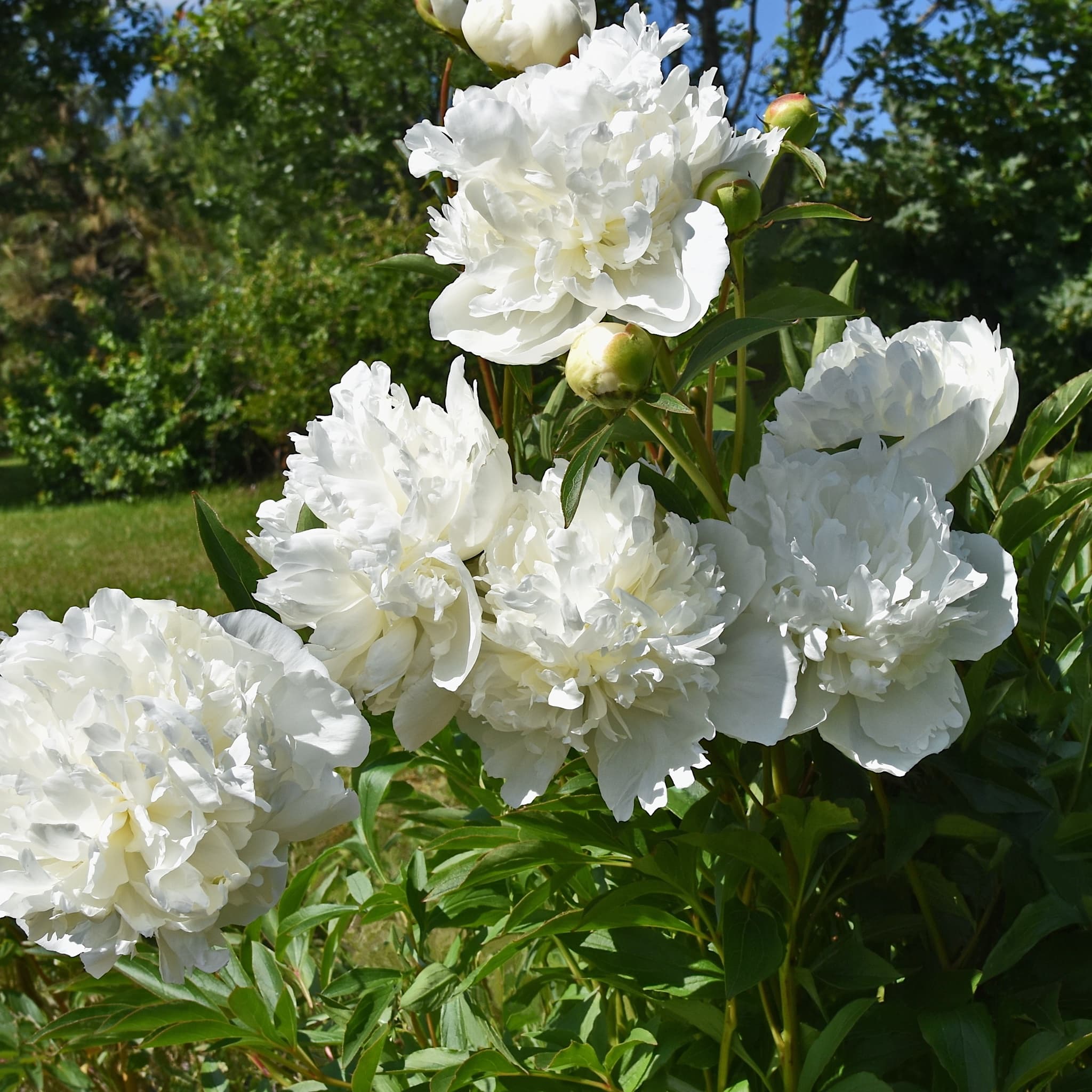 Paeonia 'Duchesse de Nemours'