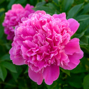 Paeonia 'Edulis Superba'