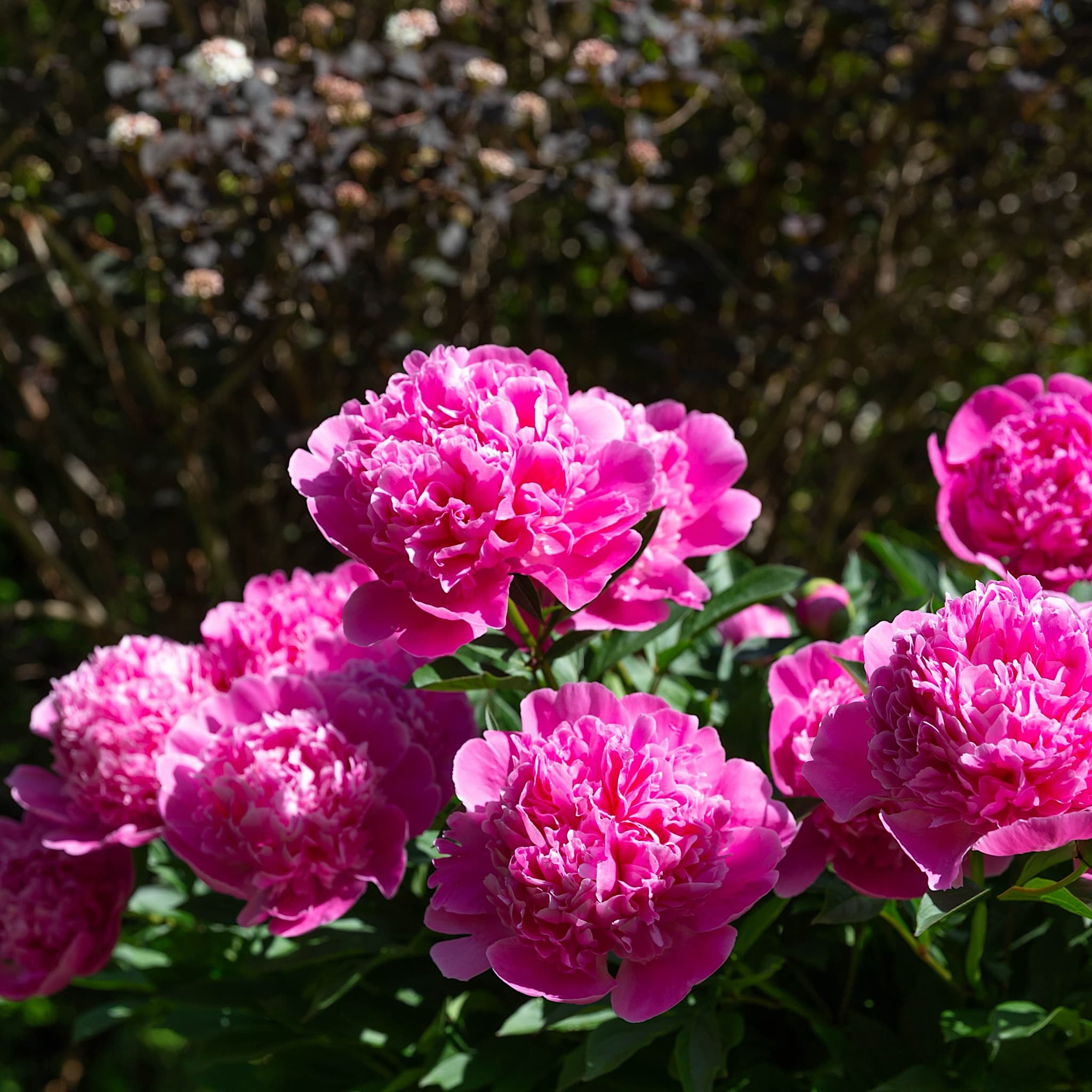 Paeonia 'Edulis Superba'