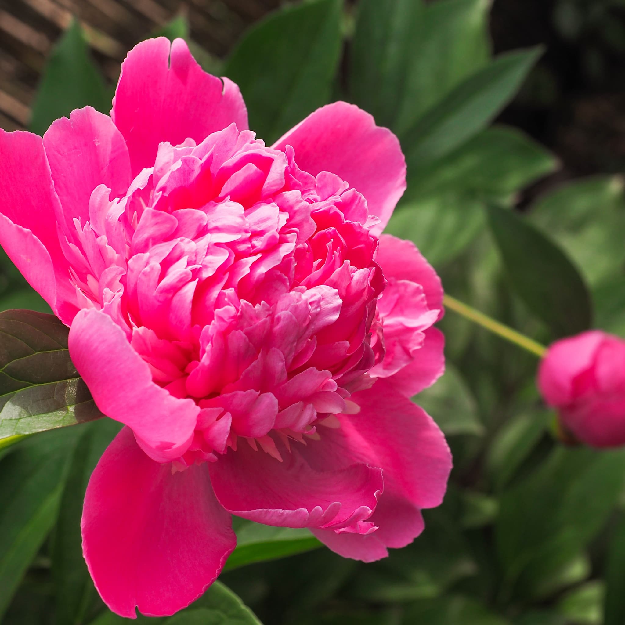 Paeonia 'Felix Crousse'