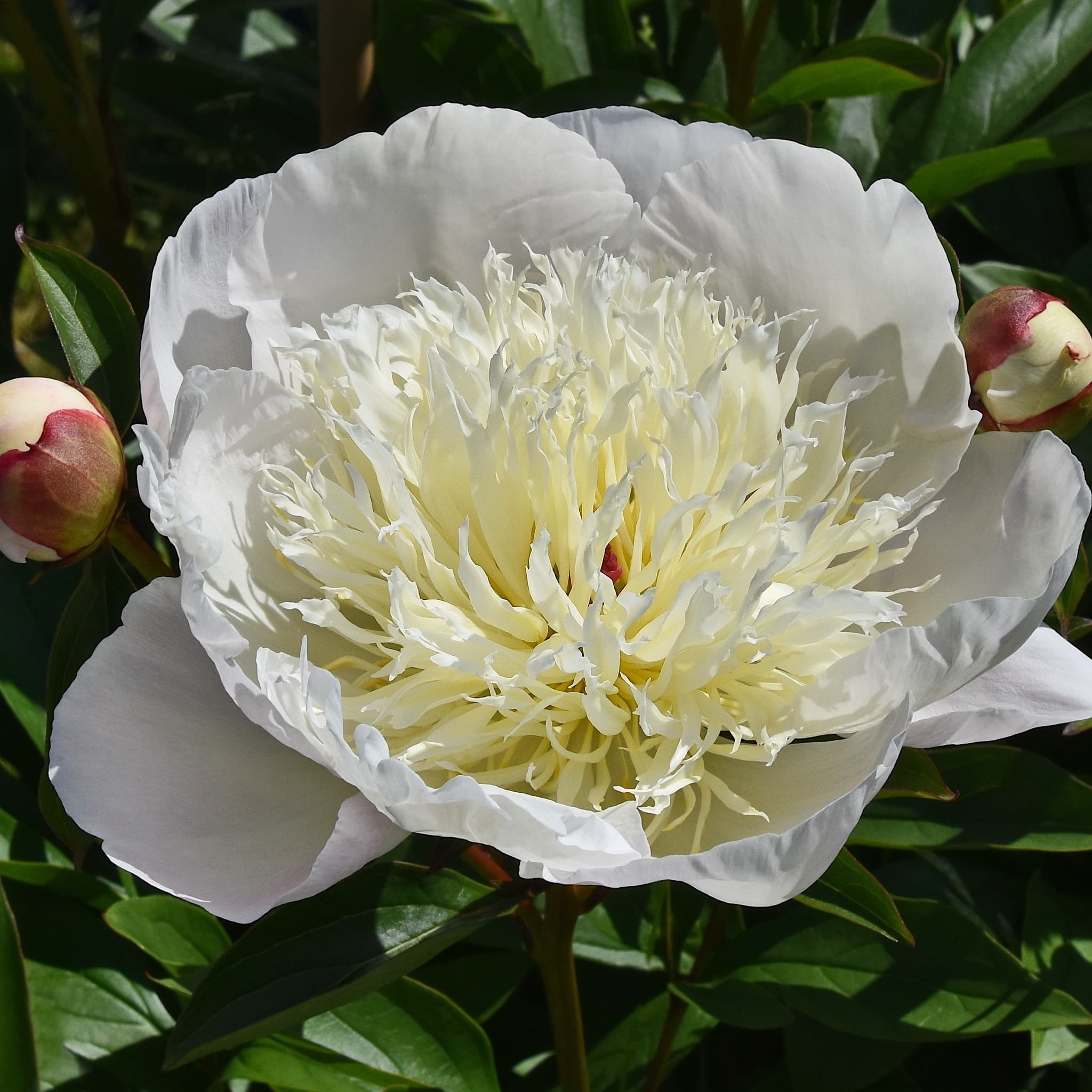 Paeonia 'Immaculee'