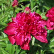 Paeonia 'Inspecteur Lavergne'