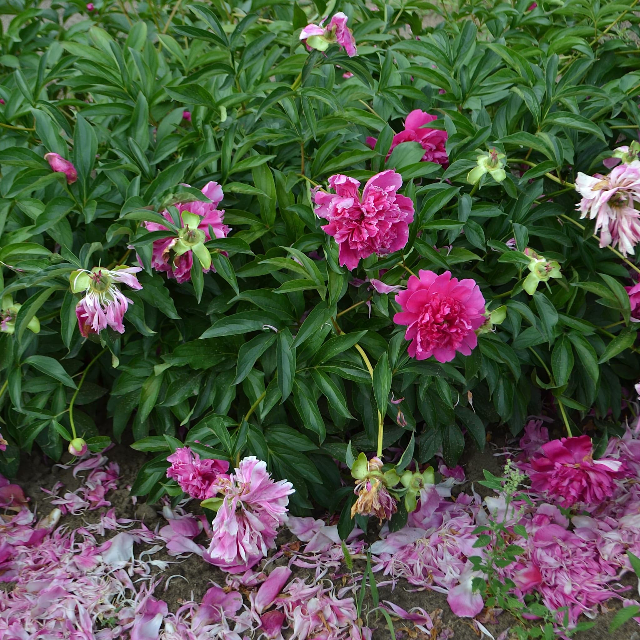 Paeonia 'Inspecteur Lavergne'