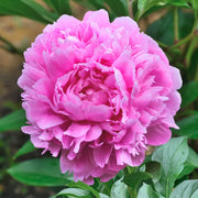 Paeonia 'Sarah Bernhardt'