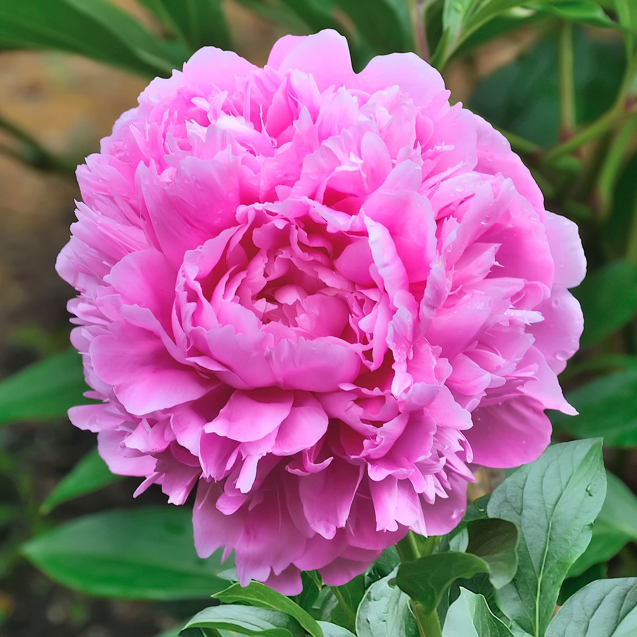 Paeonia 'Sarah Bernhardt'