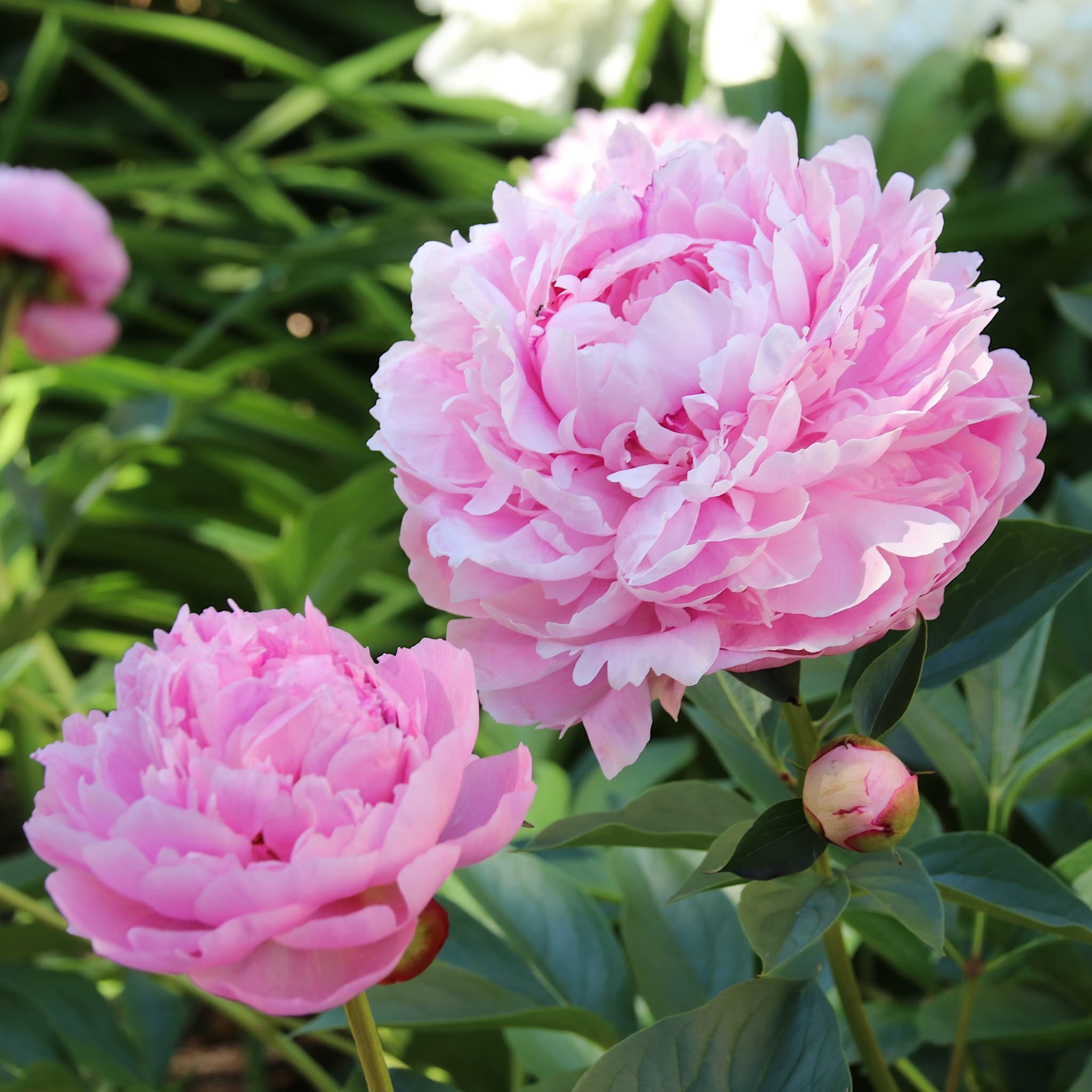 Paeonia 'Sarah Bernhardt'