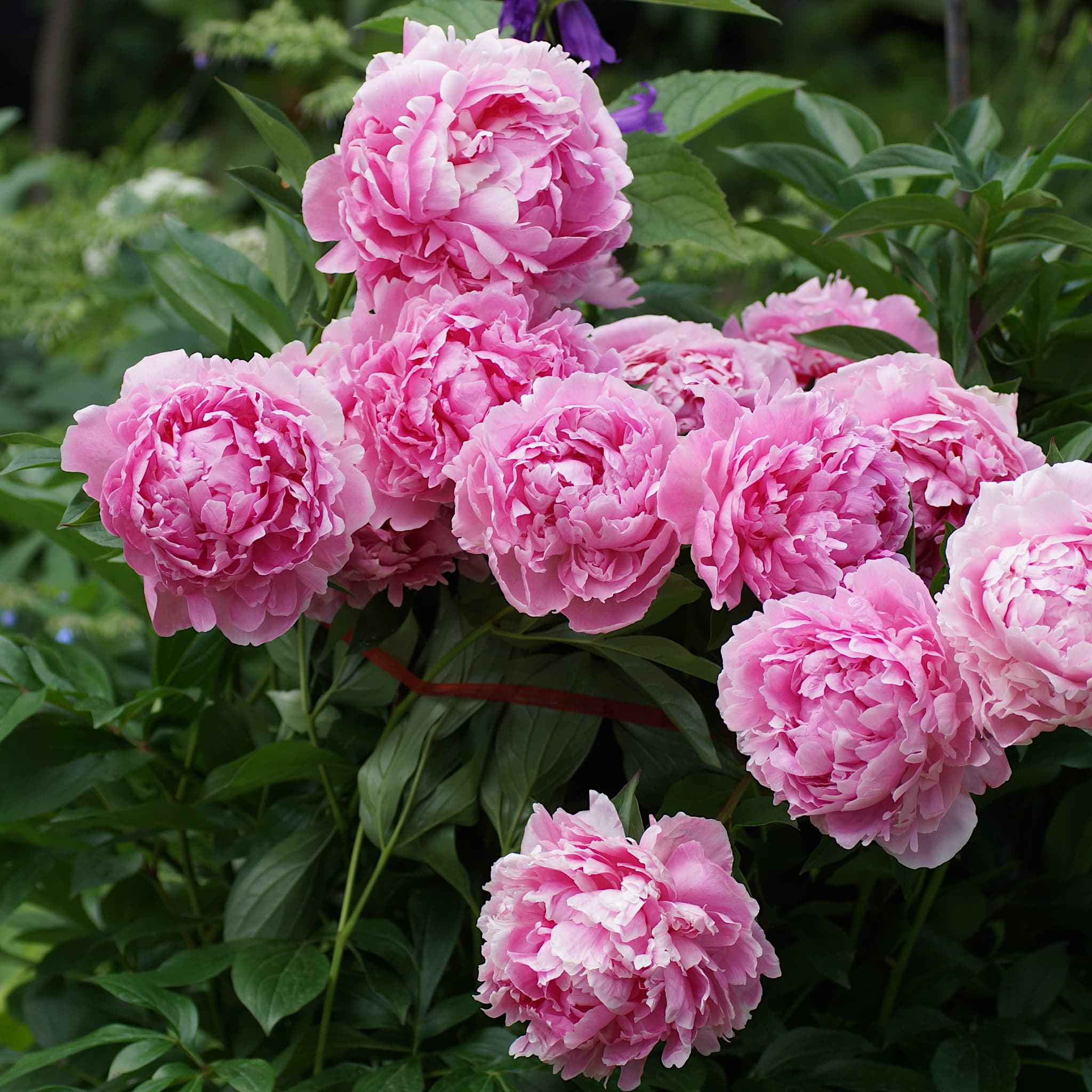 Paeonia 'Sarah Bernhardt'