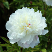 Paeonia 'Shirley Temple’