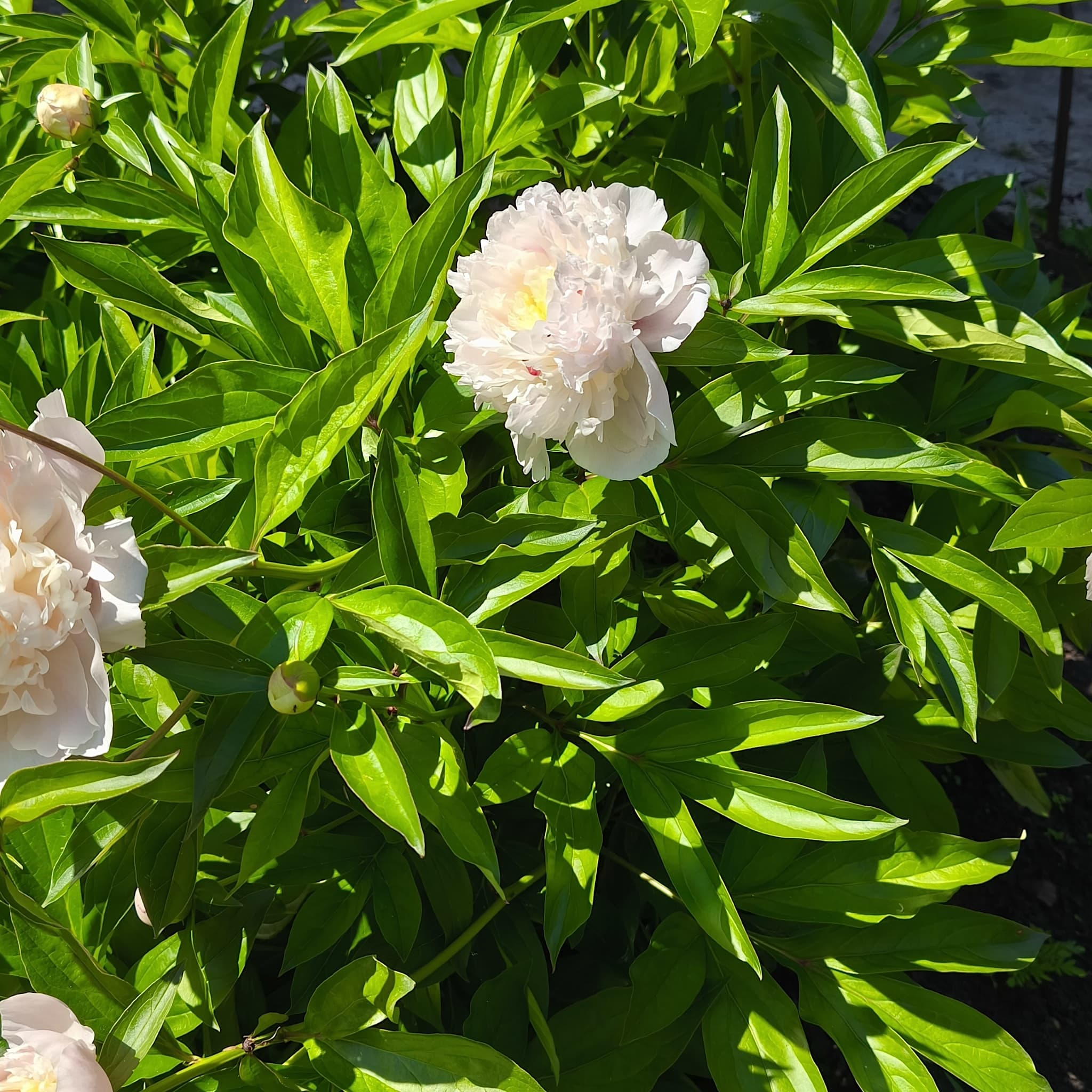 Paeonia 'Shirley Temple’