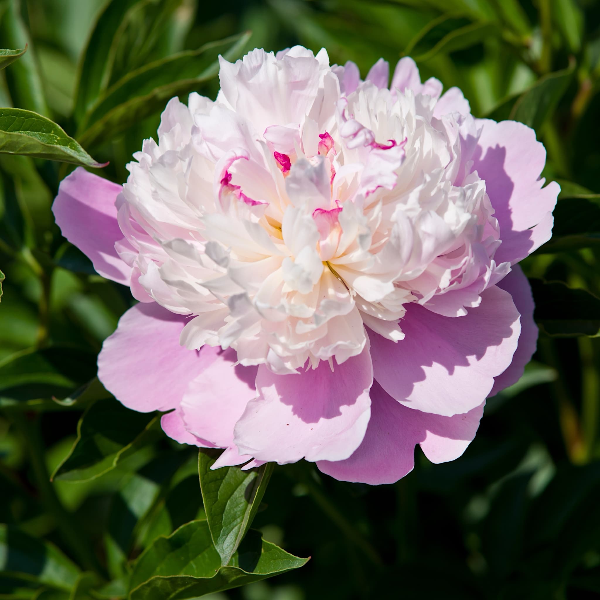 Paeonia 'Sorbet'