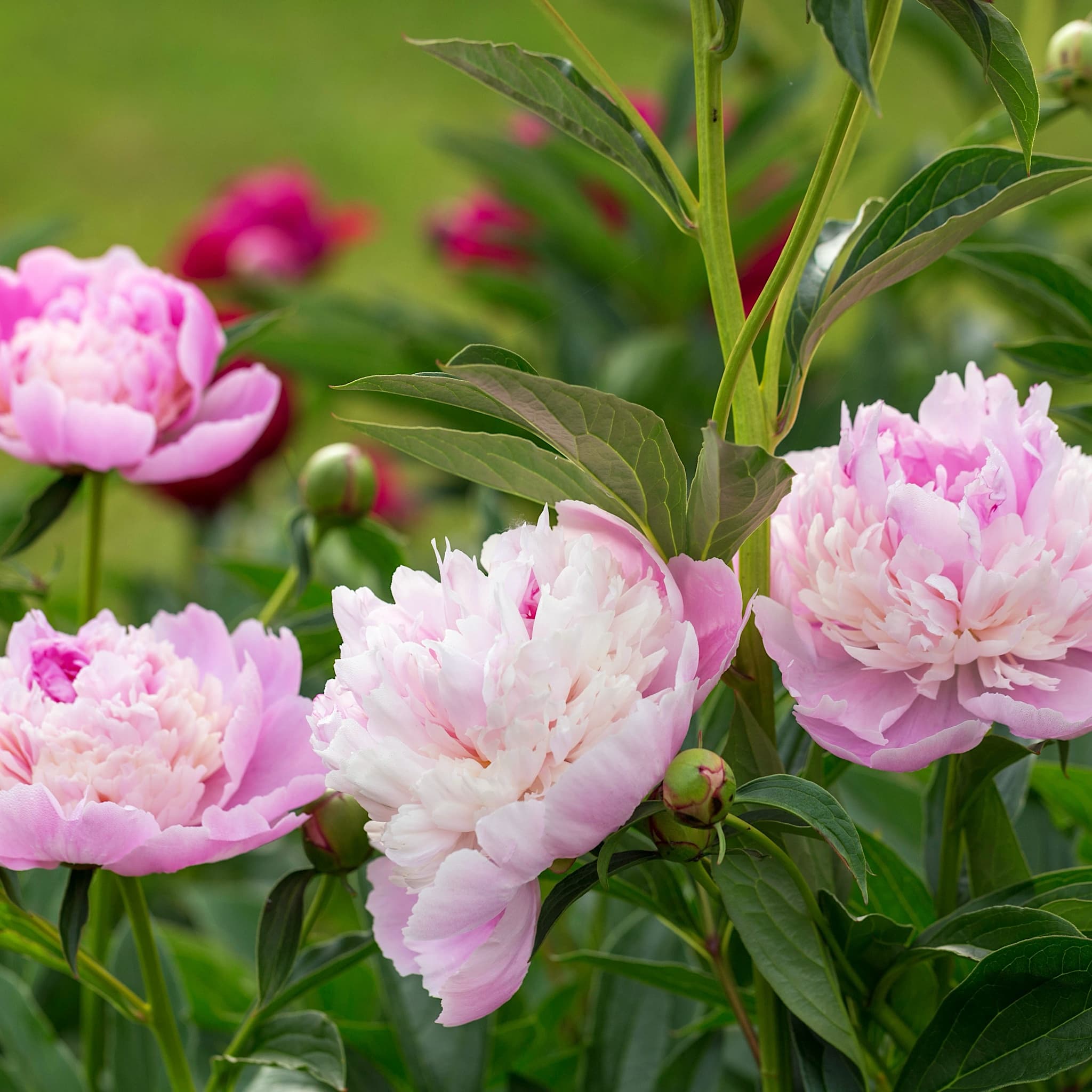 Paeonia 'Sorbet'