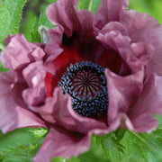 Papaver 'Patty's Plum'