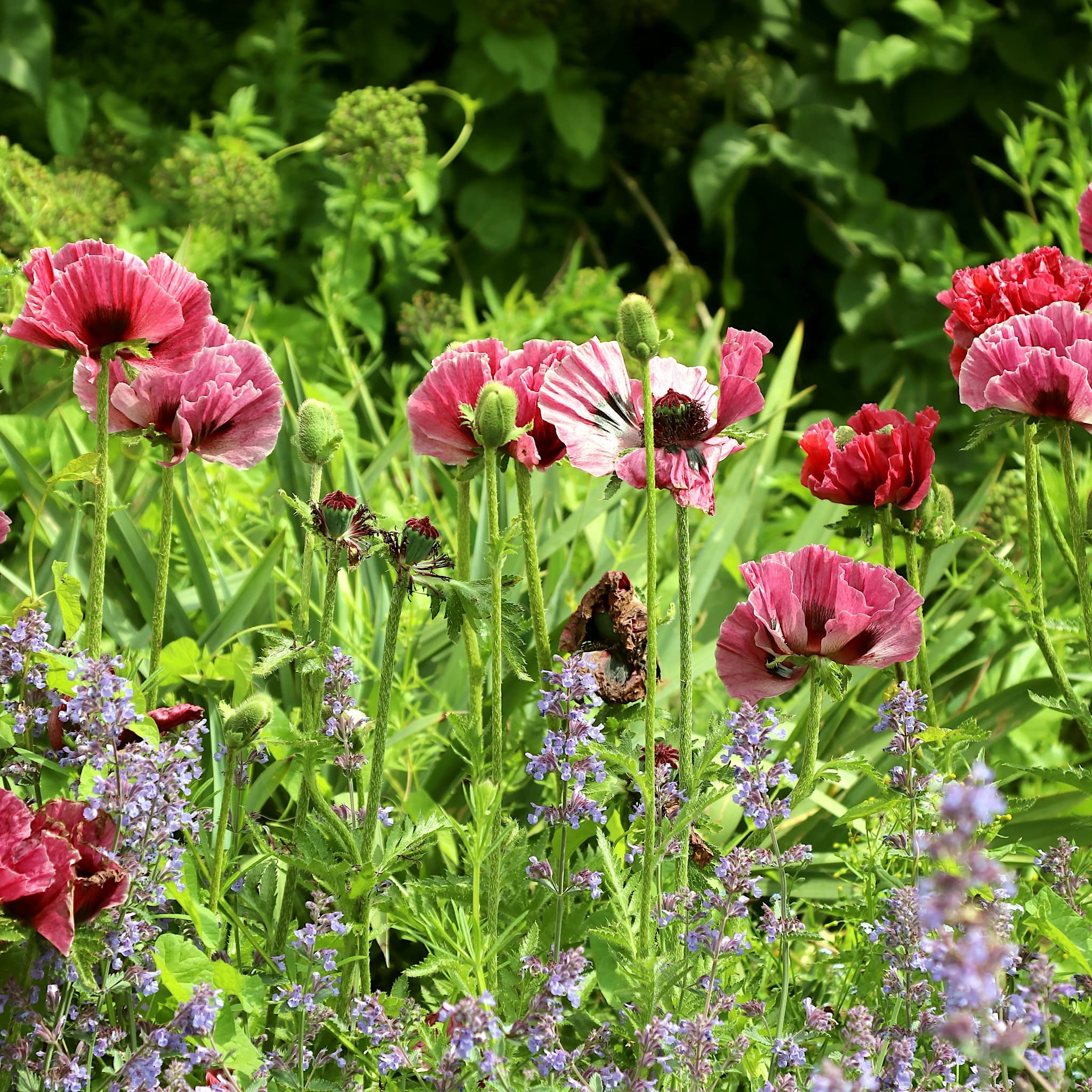 Papaver 'Patty's Plum'