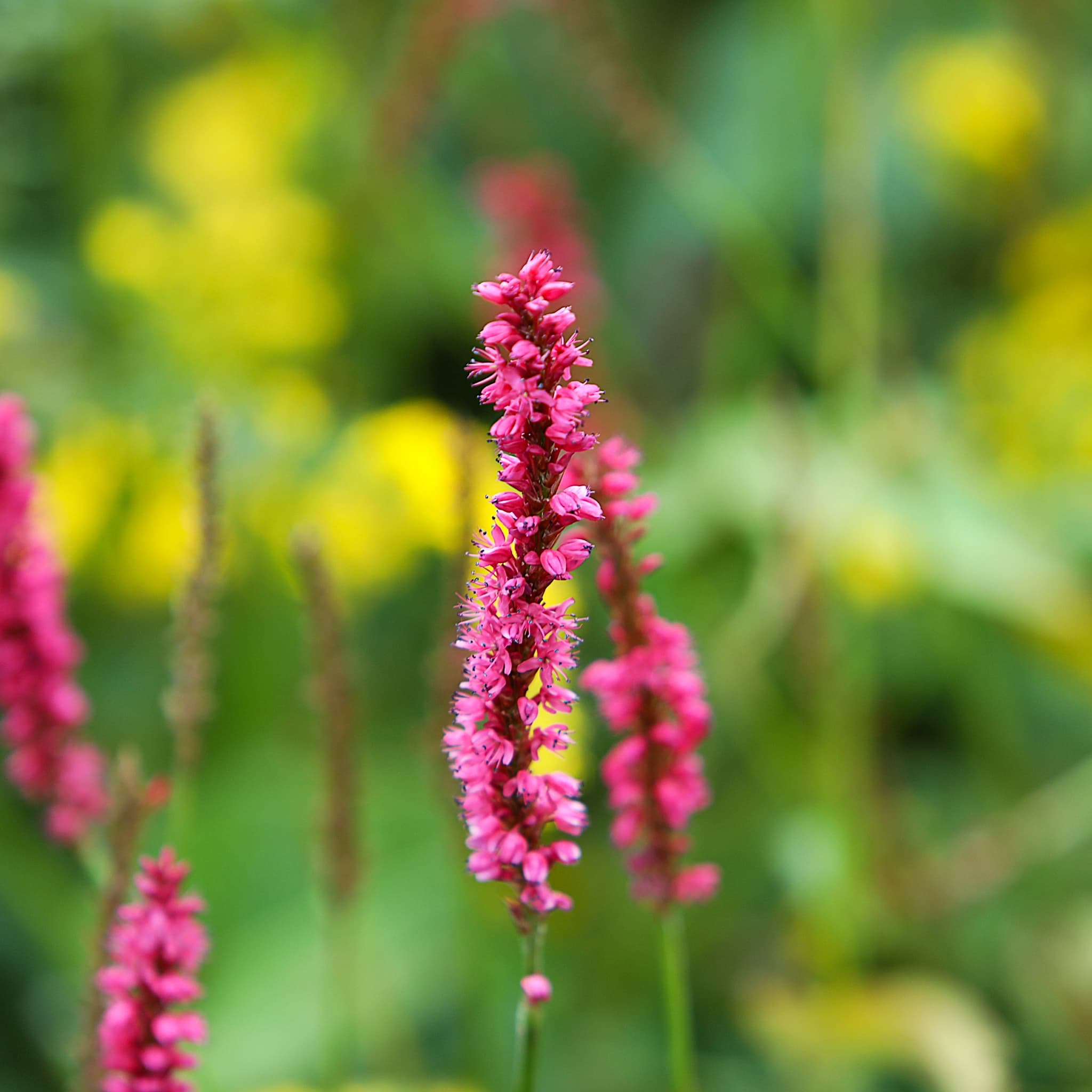 Persicaria amp ‘Firetail’