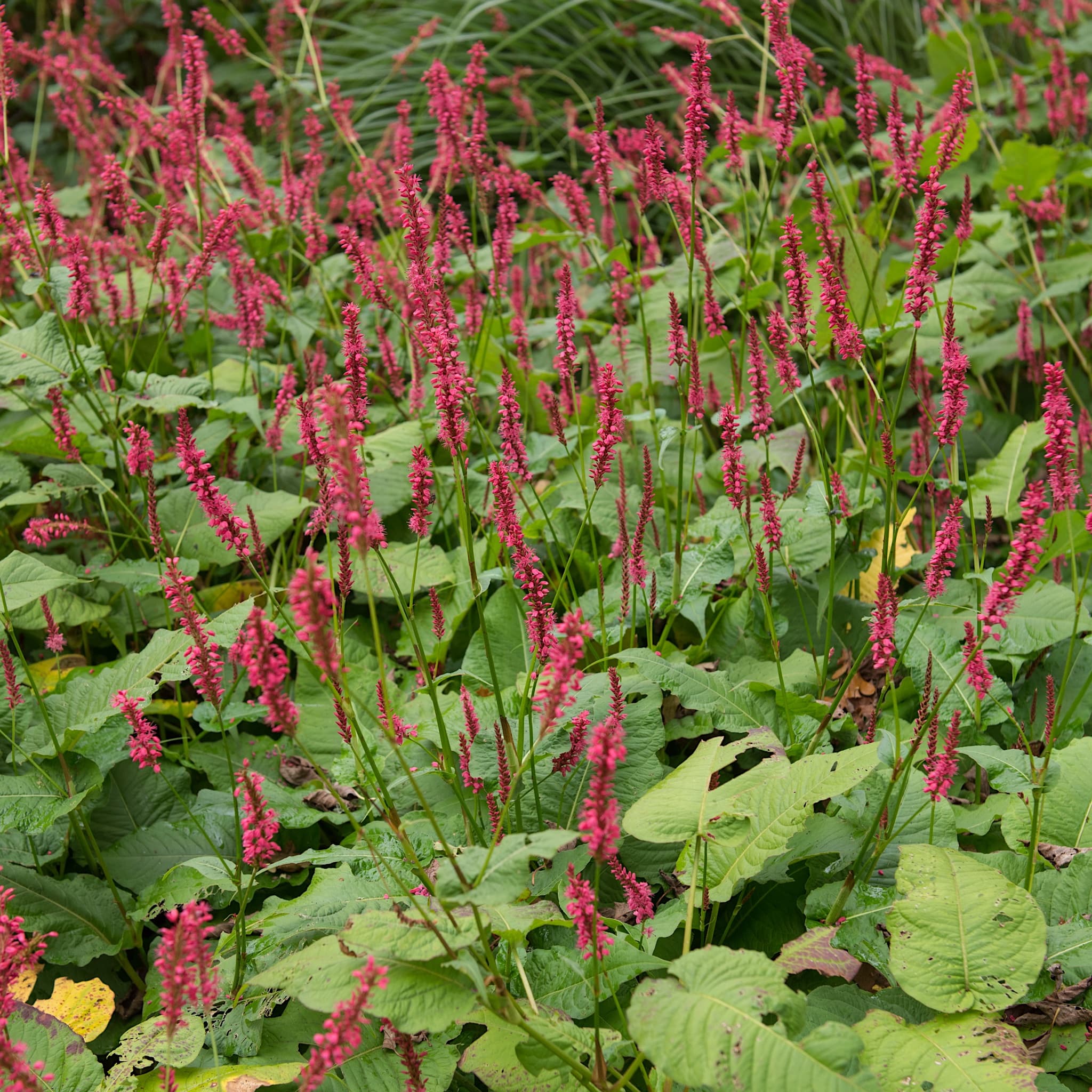 Persicaria amp ‘Firetail’