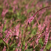 Persicaria amplexicaulis 'Pink Elephant'