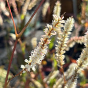 Persicaria amplexicaulis 'White Eastfield'
