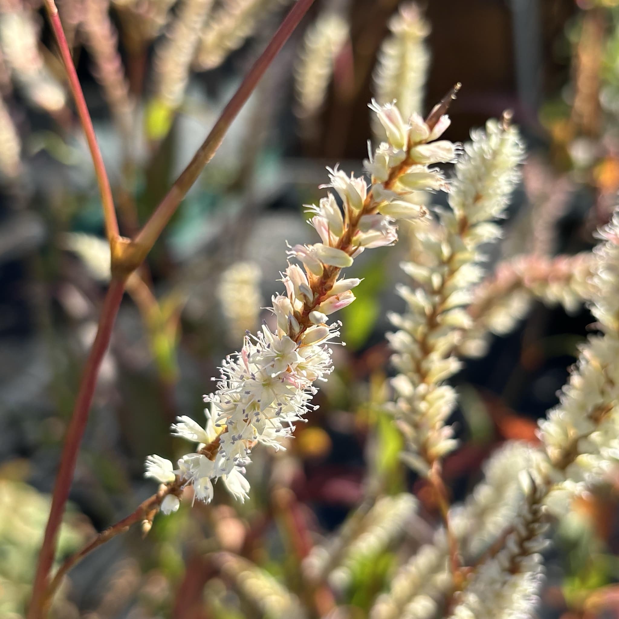 Persicaria amplexicaulis 'White Eastfield'