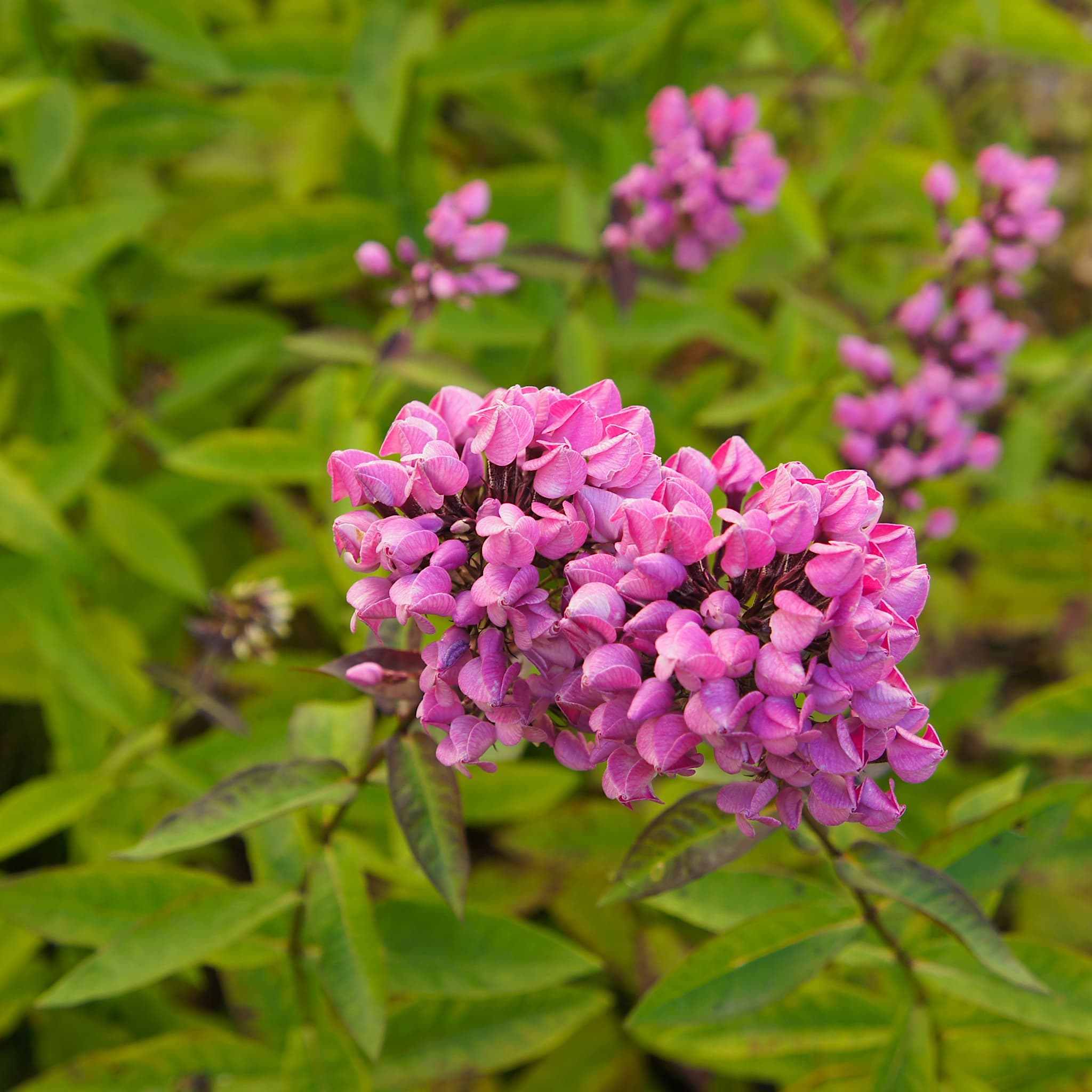 Phlox pan. 'Butonik'