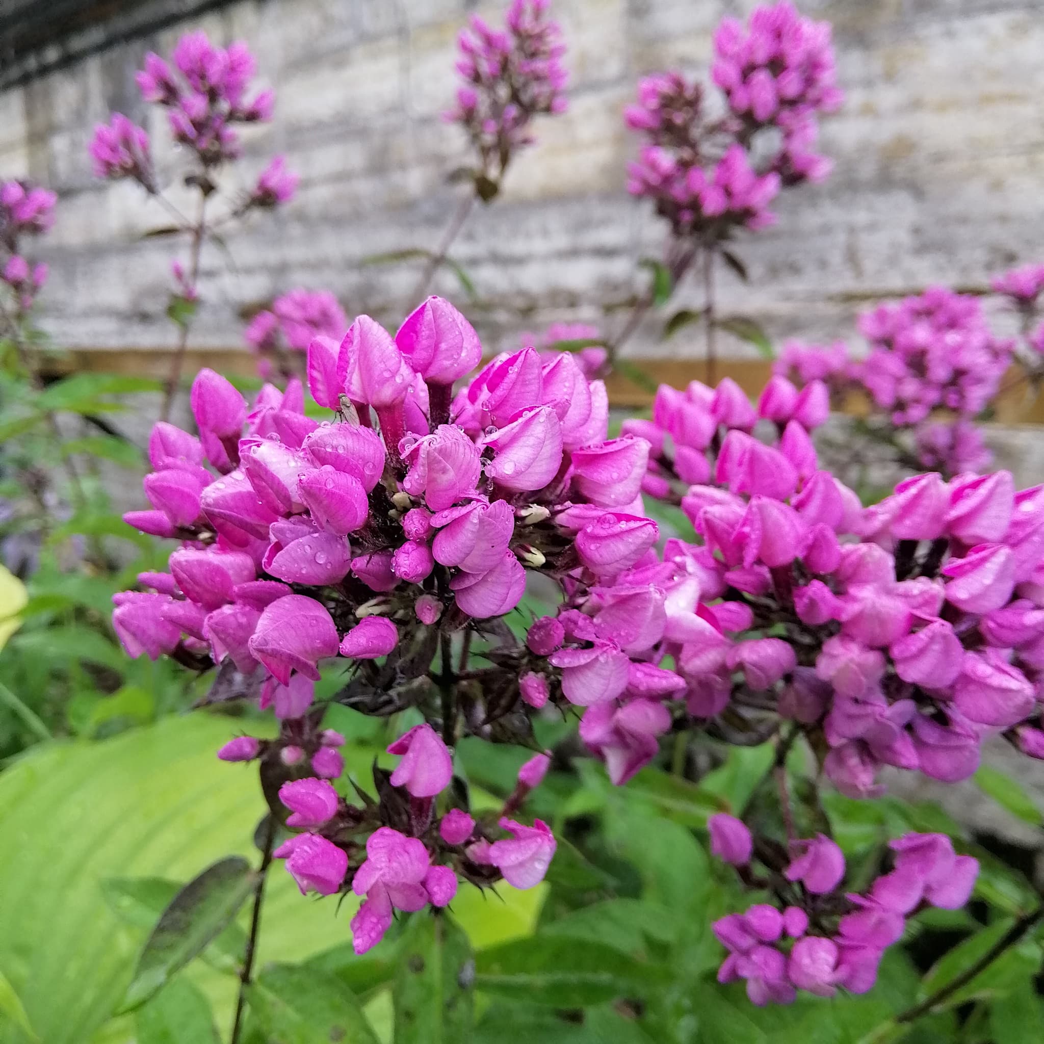 Phlox pan. 'Butonik'
