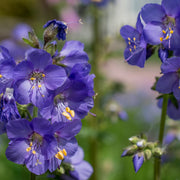 Polemonium caeruleum