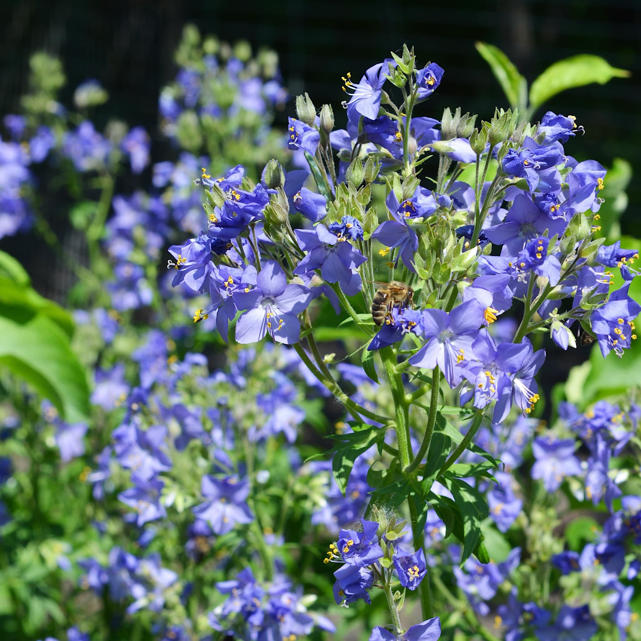 Polemonium caeruleum