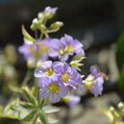 Polemonium 'Golden Feathers'