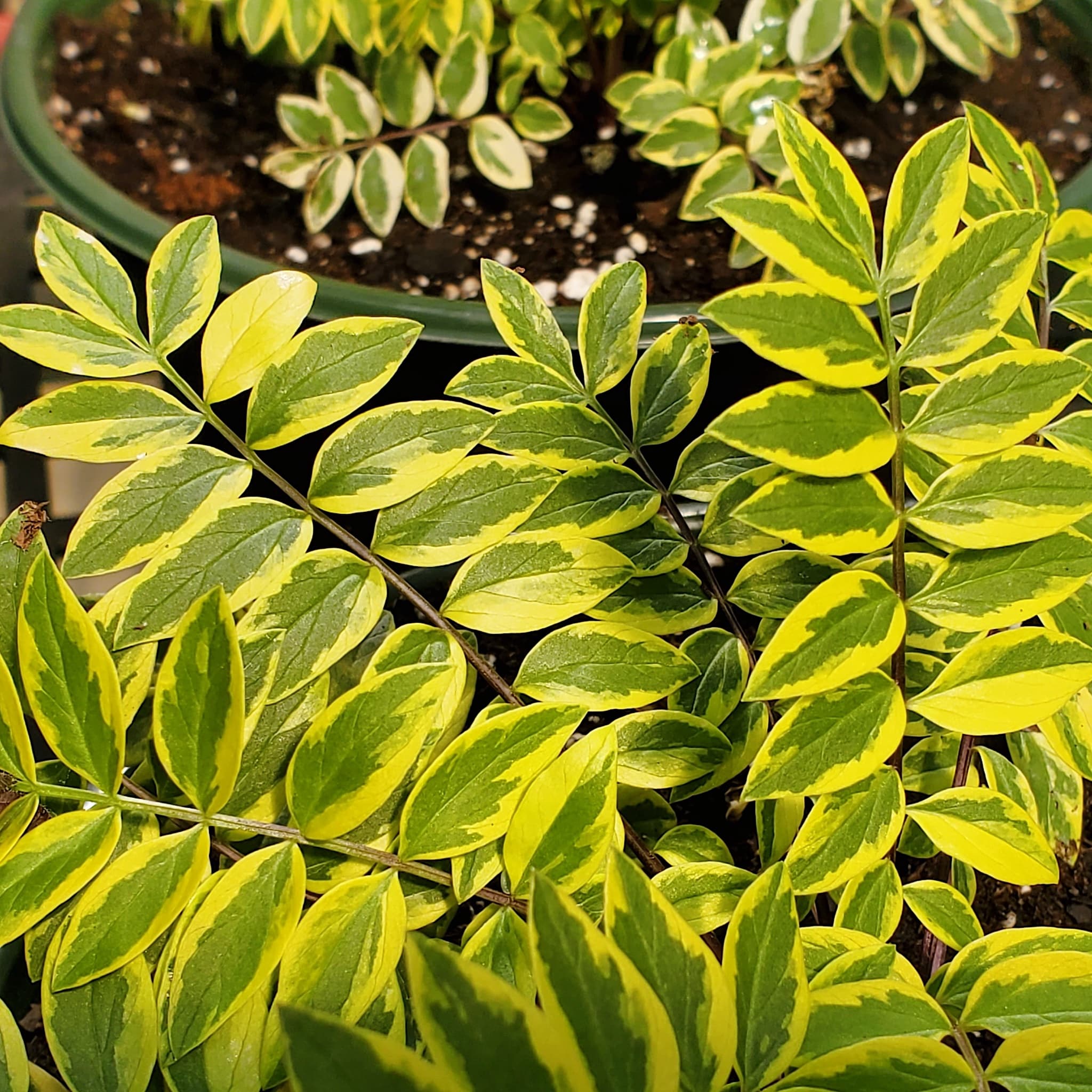 Polemonium 'Golden Feathers'