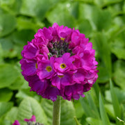 Primula x bulleesiana