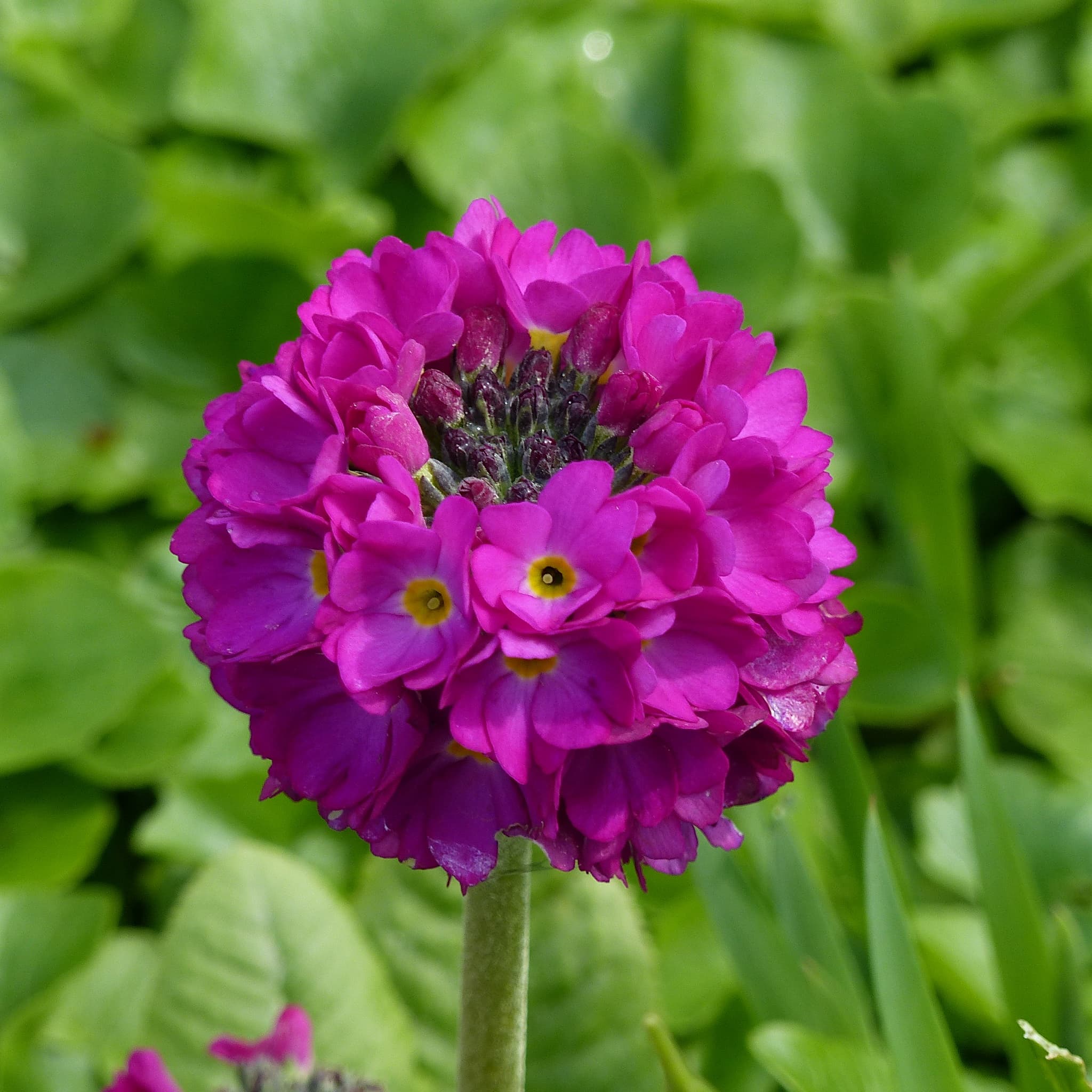 Primula x bulleesiana
