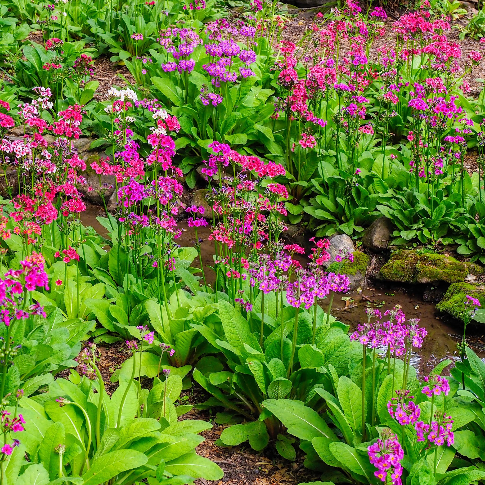 Primula x bulleesiana
