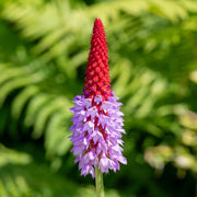 Primula vialii
