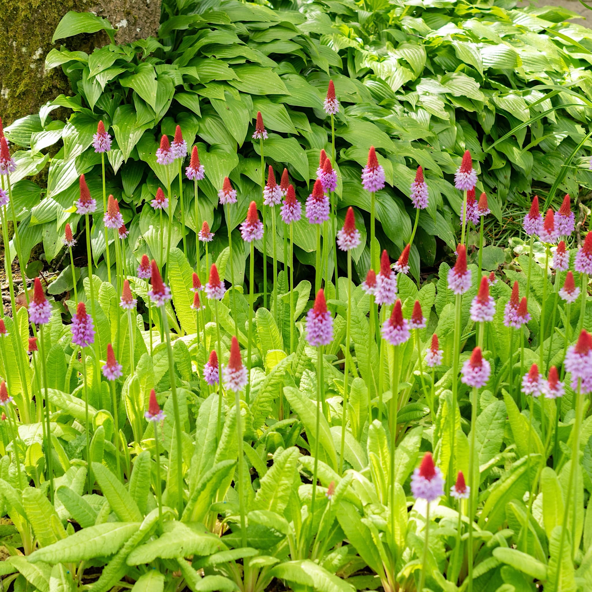 Primula vialii