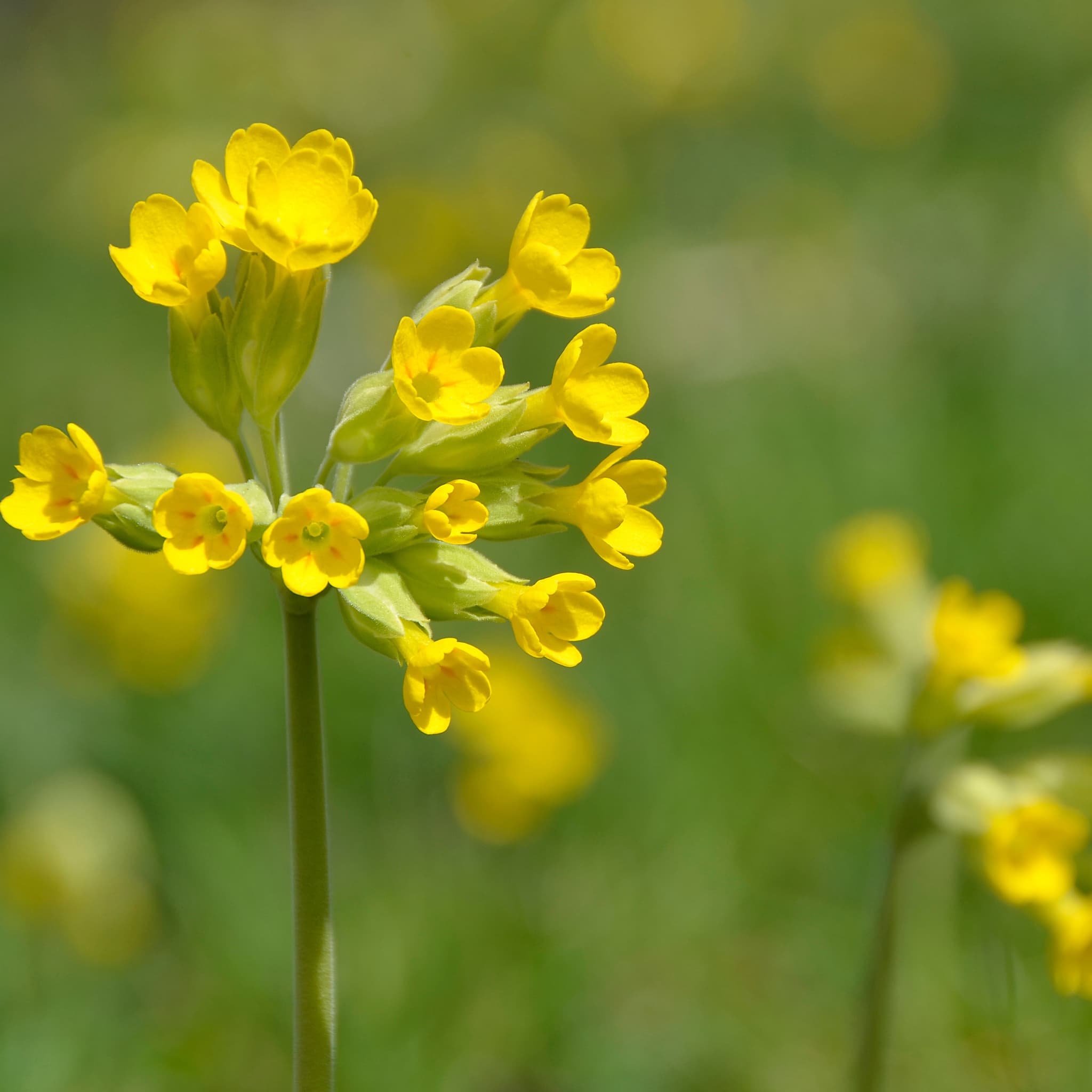 Primula veris