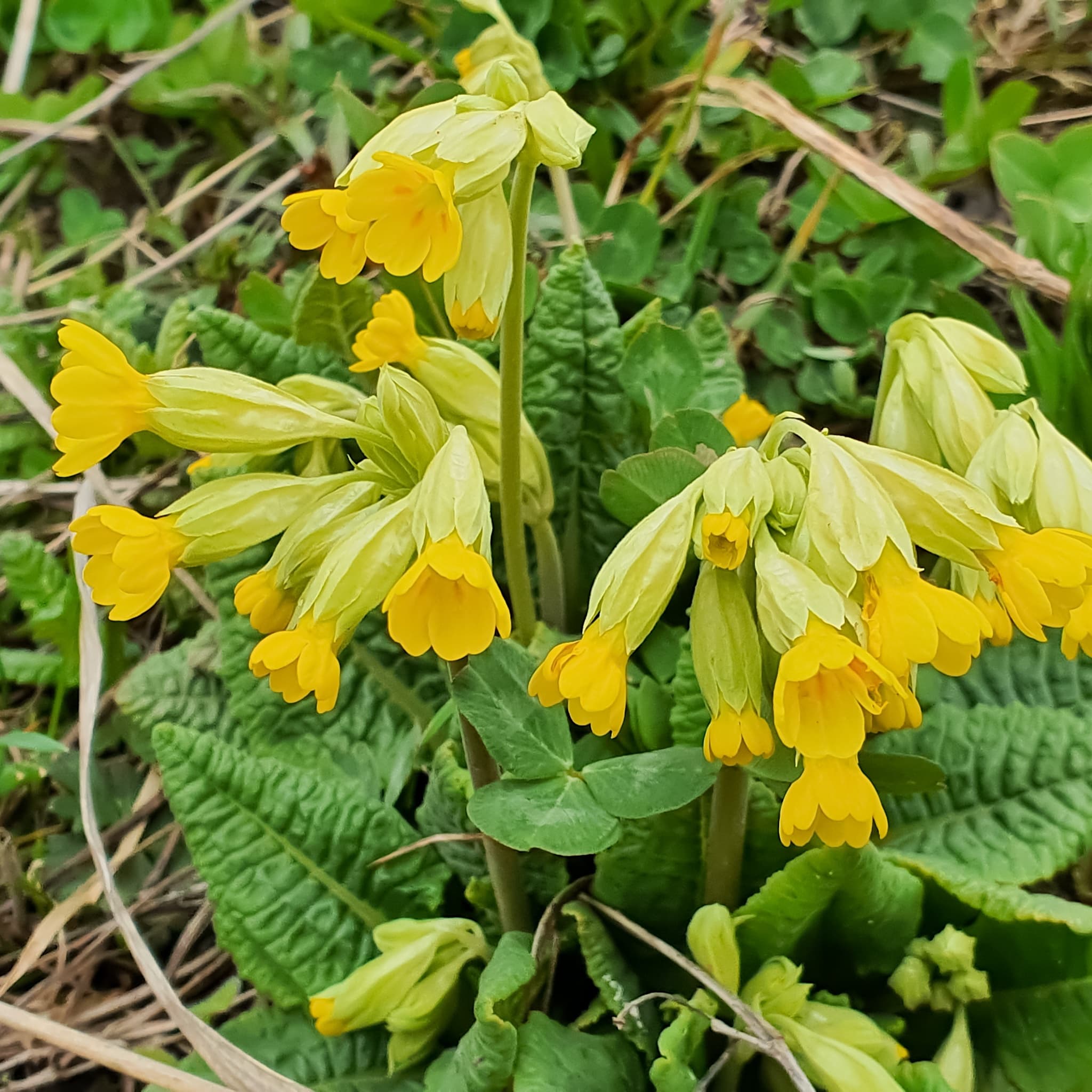 Primula veris