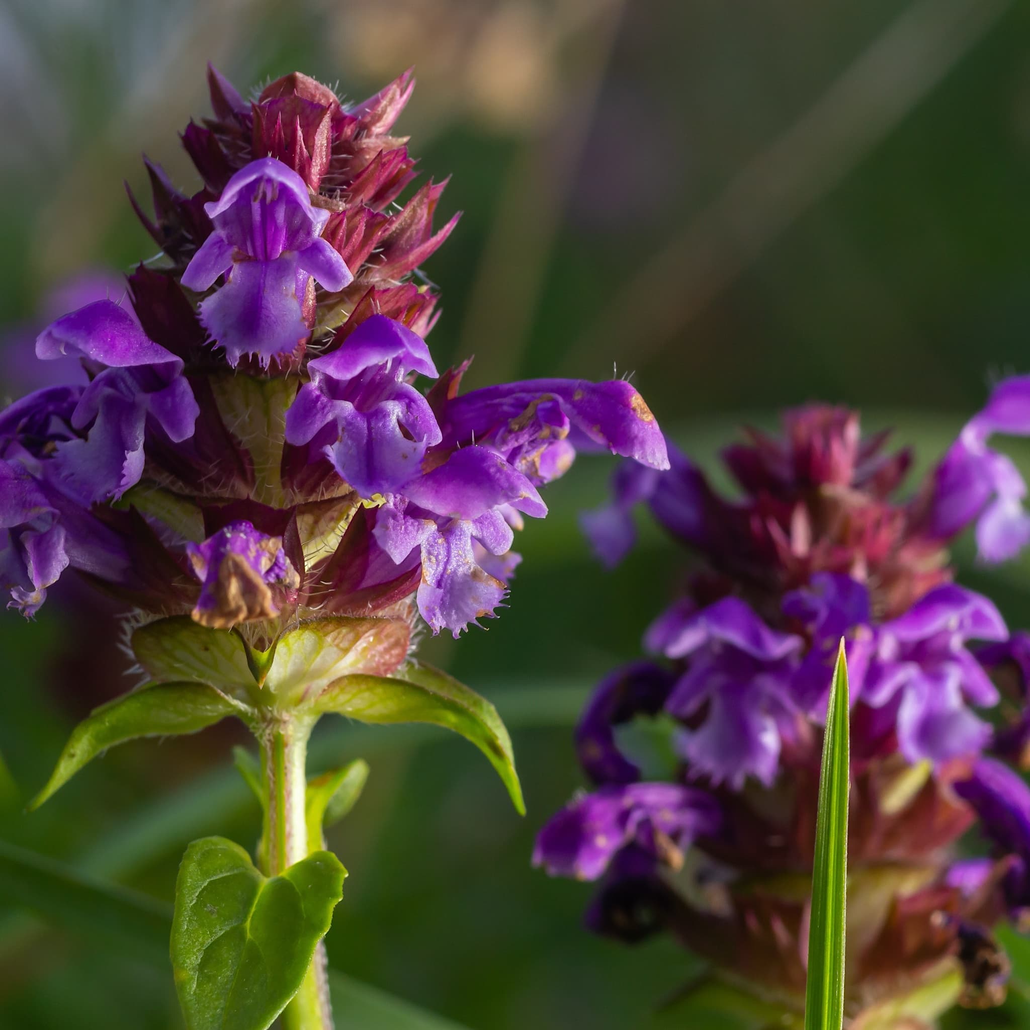Primula vulgaris