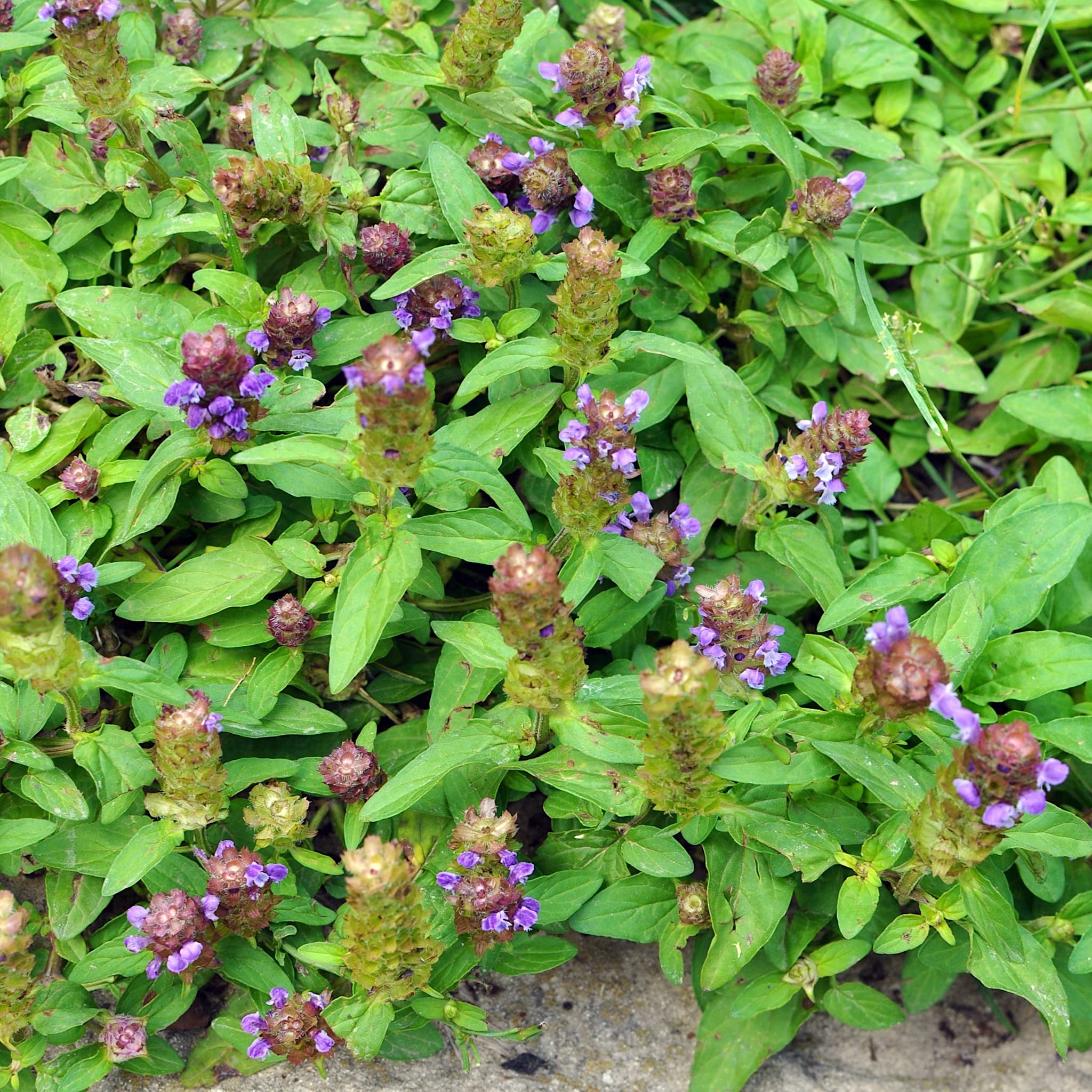Primula vulgaris