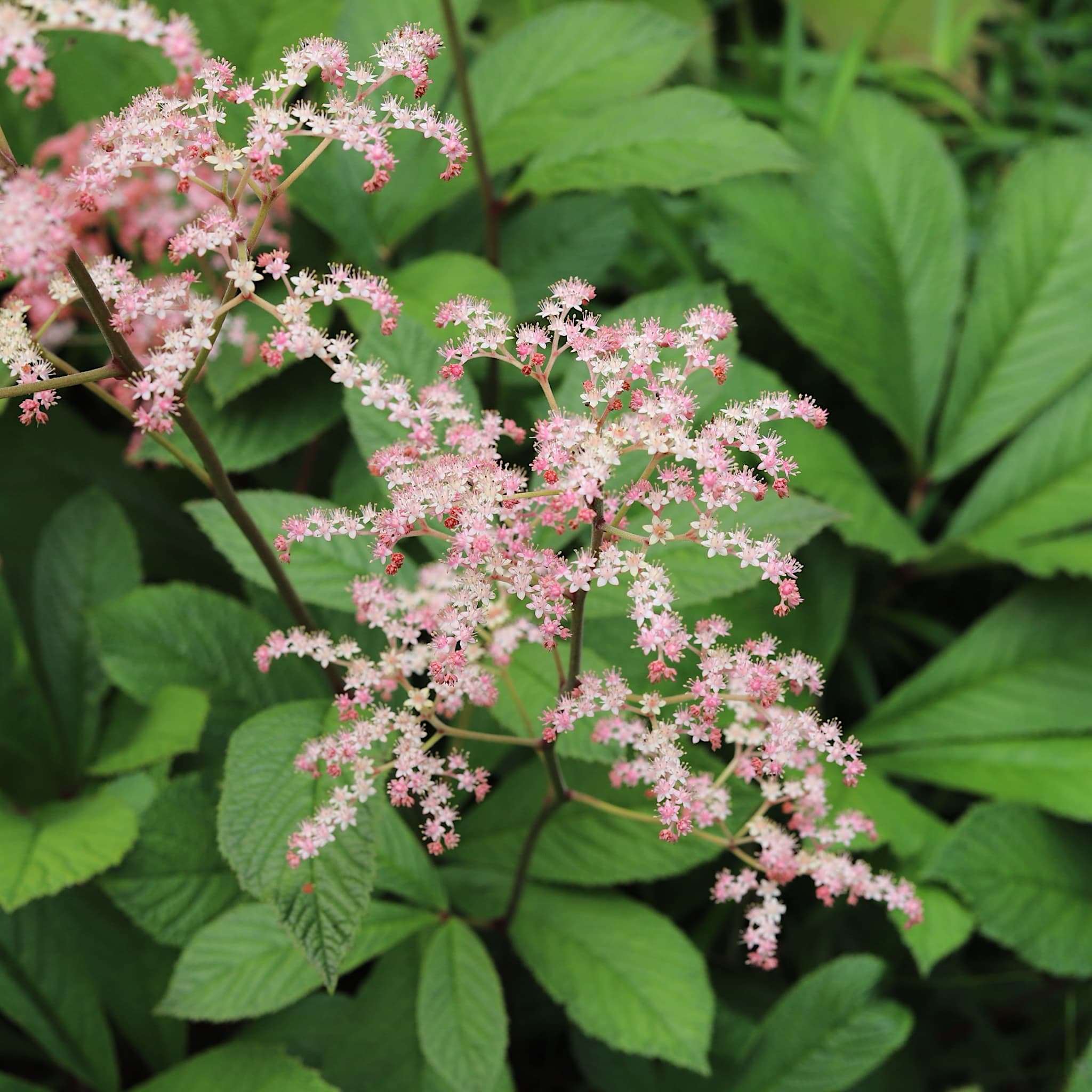Rodgersia aesculifolia