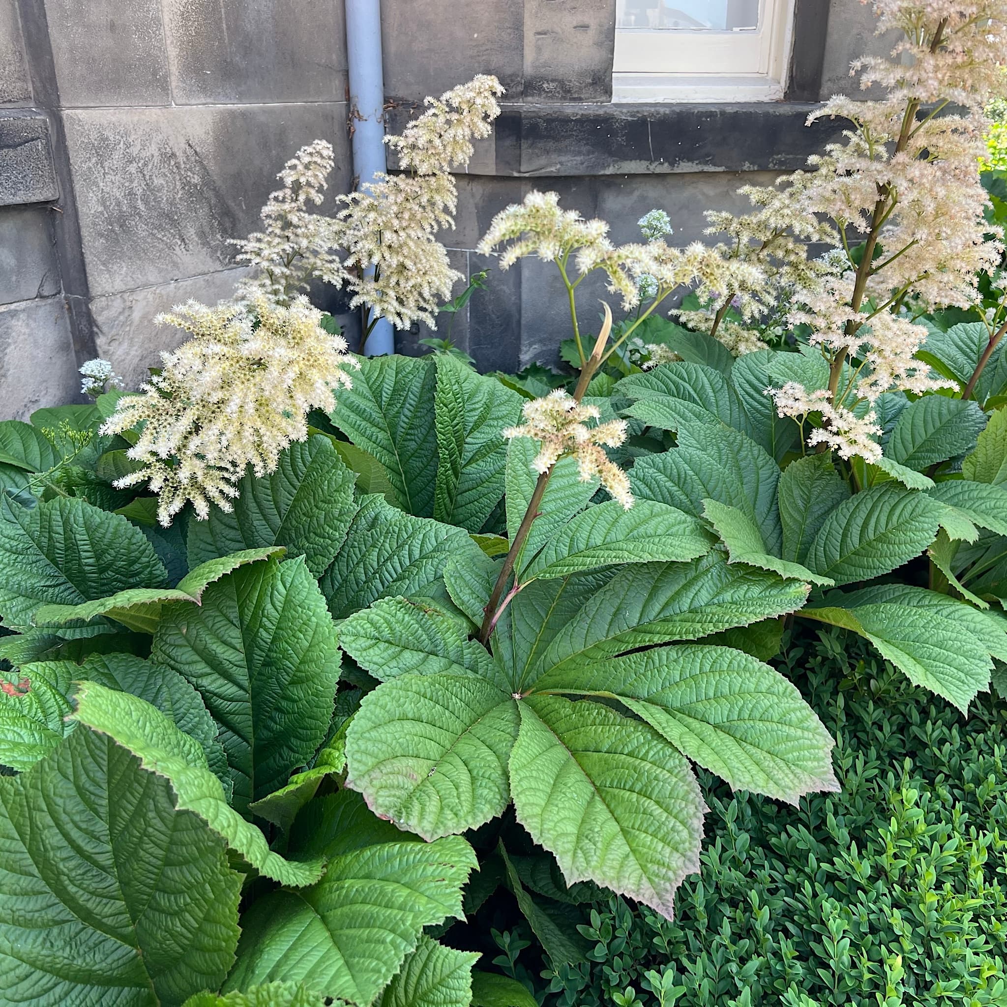 Rodgersia aesculifolia