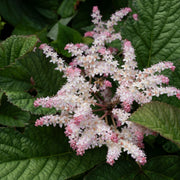 Rodgersia pinnata
