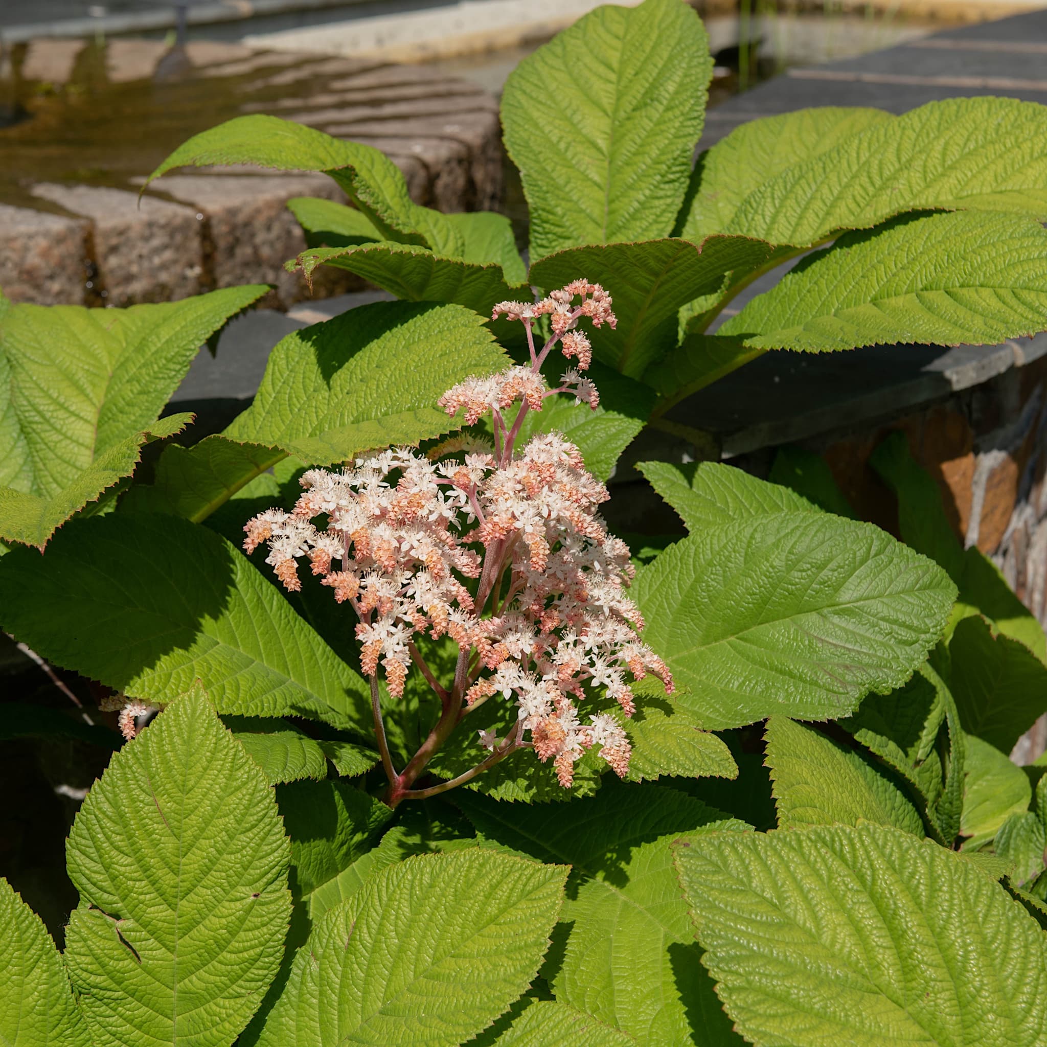 Rodgersia pinnata