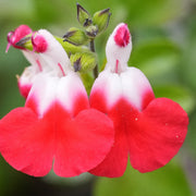 Salvia 'Hot Lips'