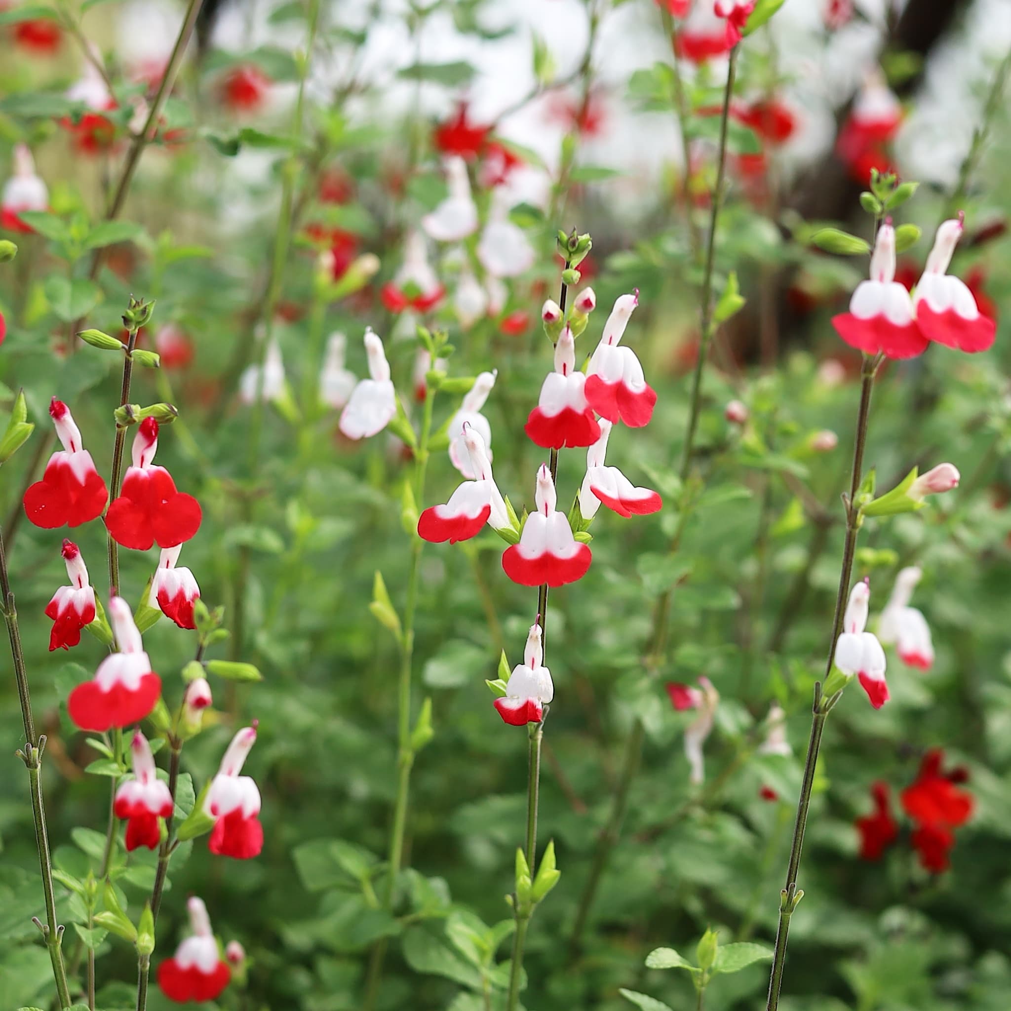 Salvia 'Hot Lips'