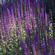 Salvia x sylvestris 'Mainacht’