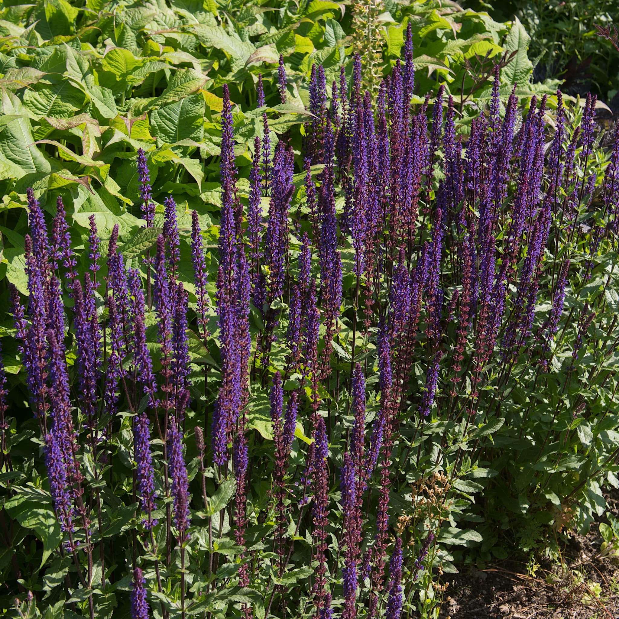 Salvia x sylvestris 'Mainacht’
