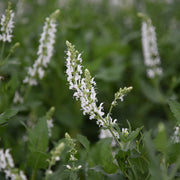 Salvia 'Schneehugel'