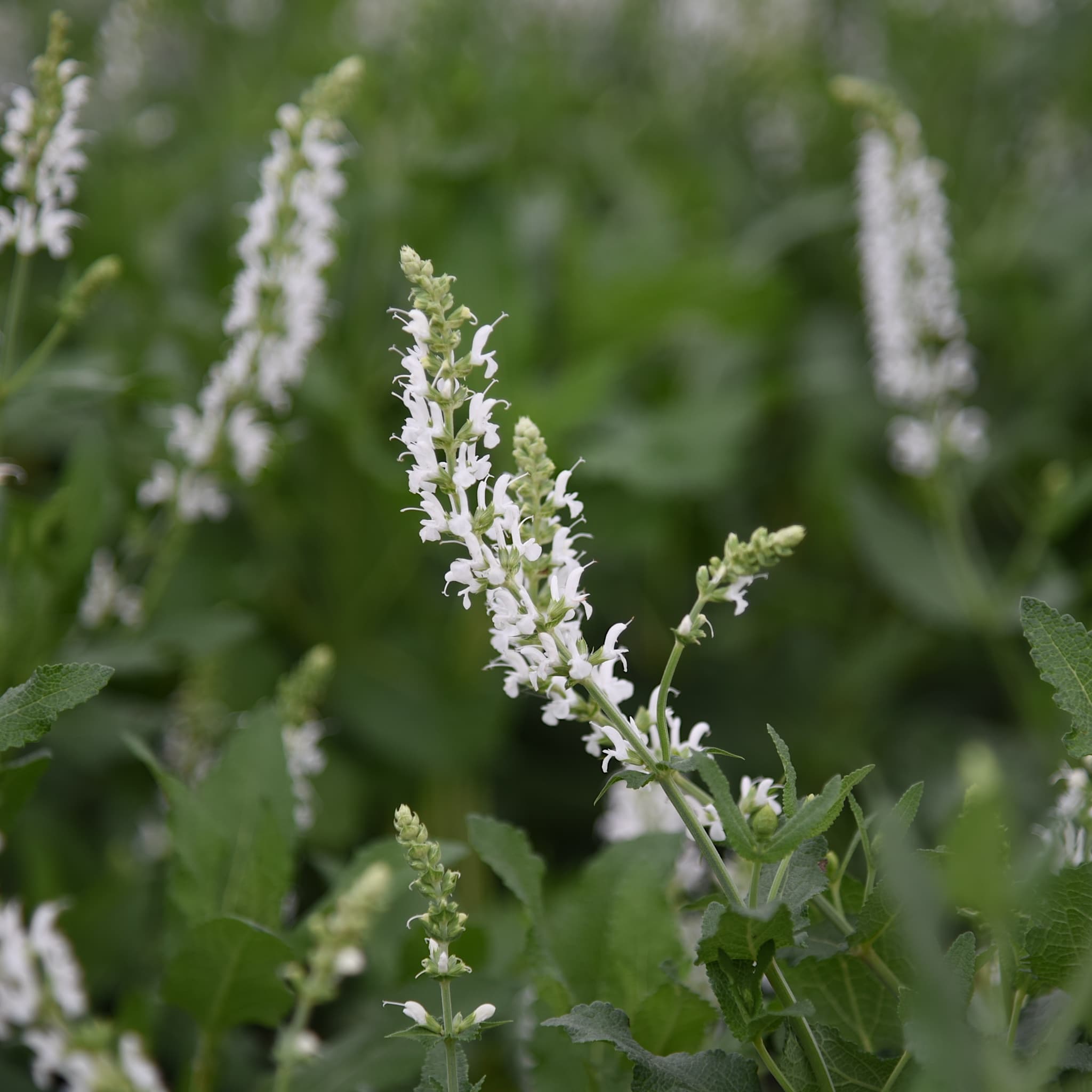 Salvia 'Schneehugel'