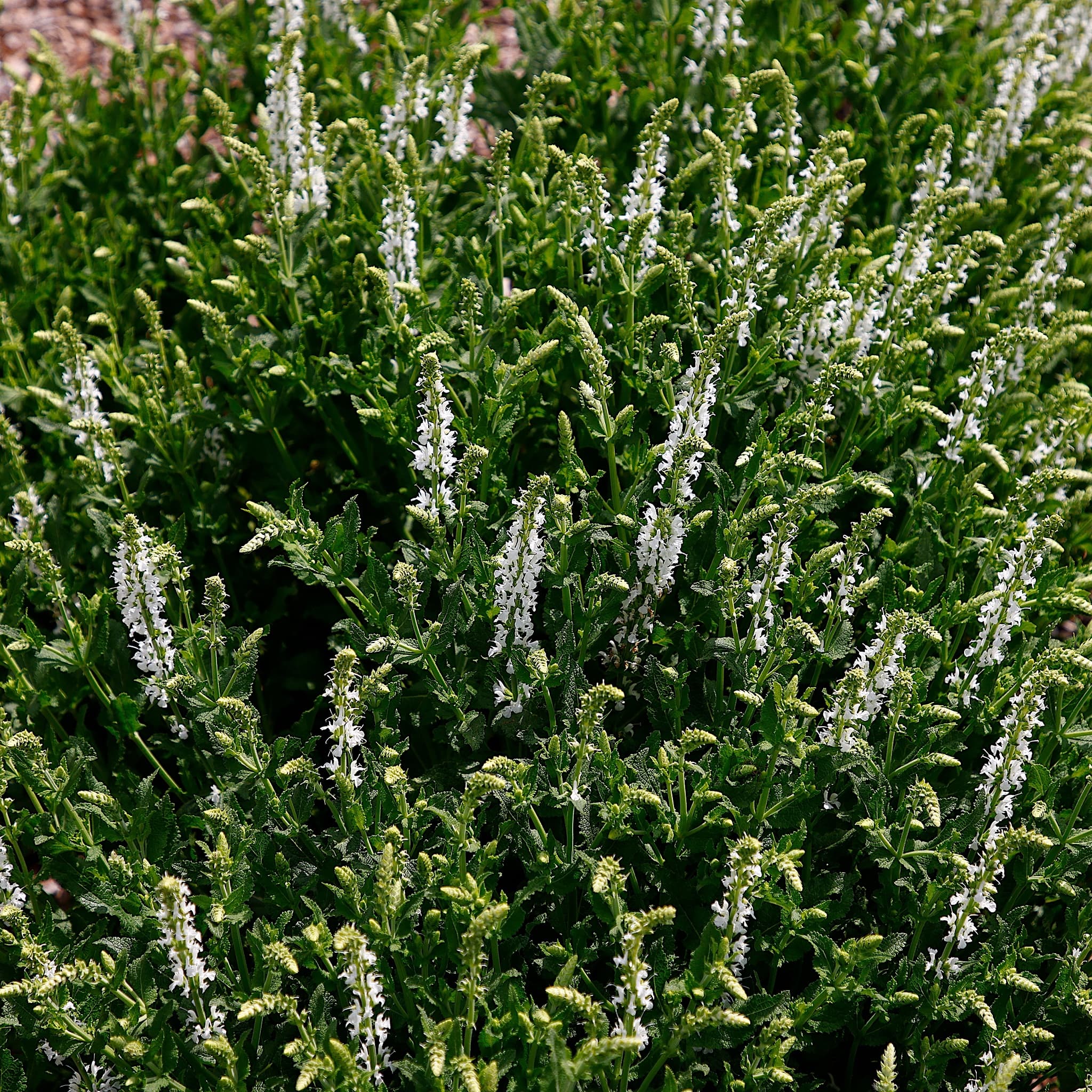 Salvia 'Schneehugel'