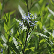 Amsonia tabernaemontana